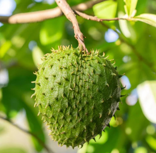 Organic Soursop Leaf Powder