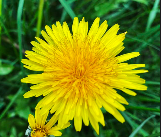 Organic Dandelion Tea