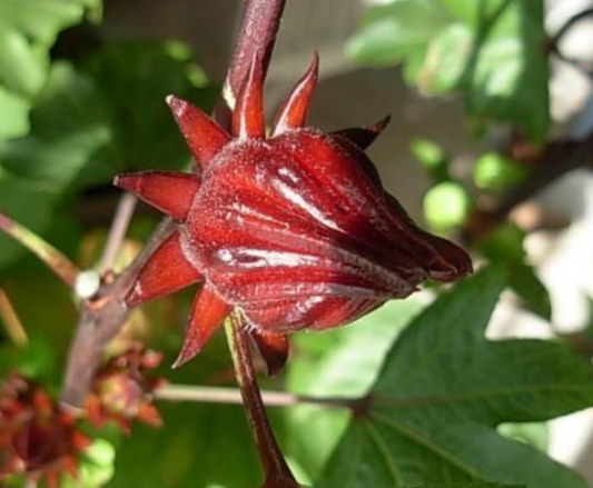 Organic Hibiscus Mint Tea