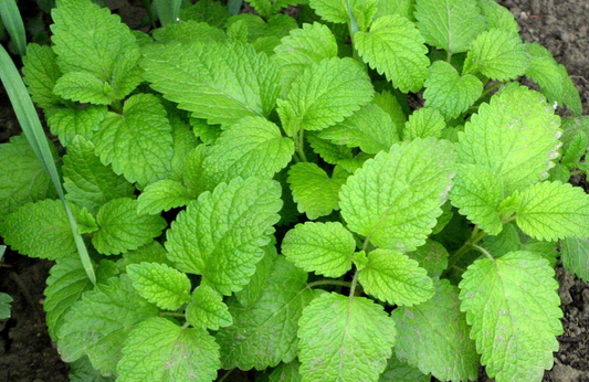 Organic Lemon Balm Tea