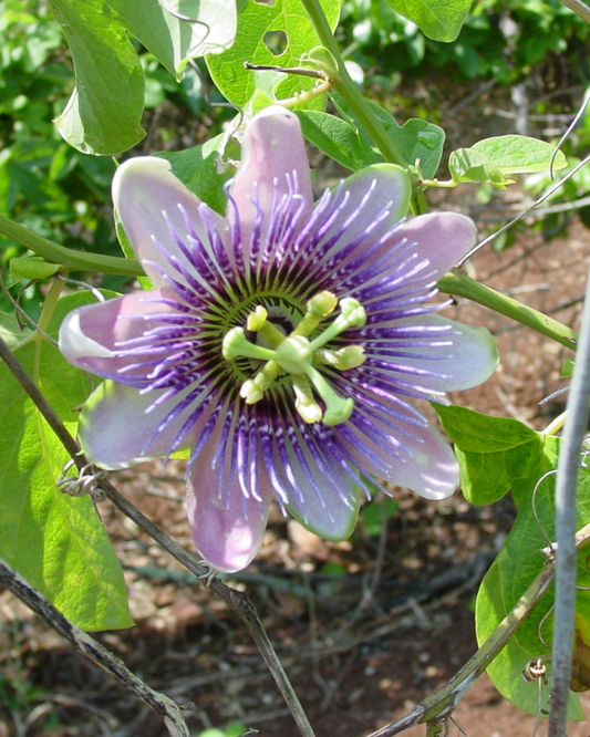 Organic Passion Flower Herb Tea