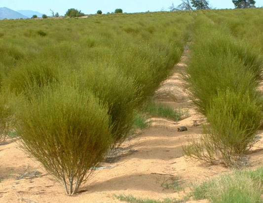 Organic Rooibos Tea