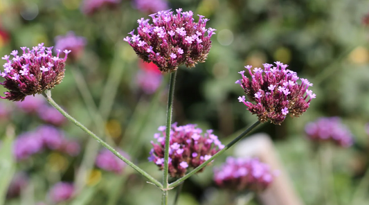 Organic Vervain Herb Tea